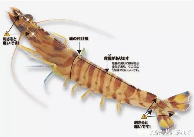 牡丹虾、葡萄虾、车海老：蔡澜最喜欢吃的日本野生虾！ - 快资讯