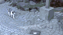  一旁|搞笑GIF：新郎抱伴娘，新娘在一旁，看来这婚是结不成了