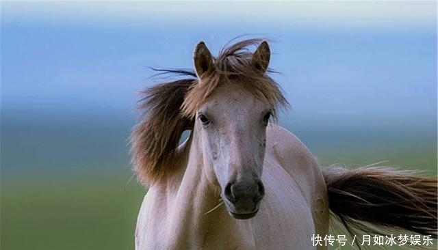  赤兔马|中国的八匹名马, 除了赤兔马, 你还知道其它的吗