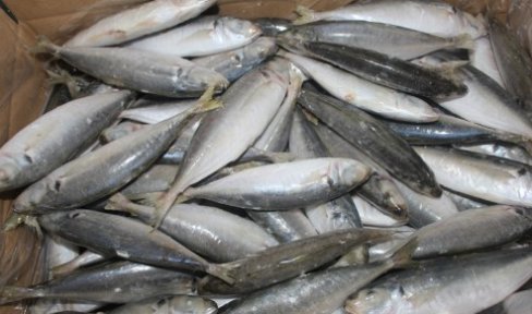 聪明人|去菜市场买鱼,聪明人专挑这4种,目前没办法人工养殖,放心吃吧