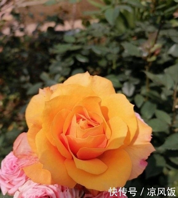 盆里|月季花立秋前夕,剪剪残枝条,盆里撒点肥料,秋天还能开一茬