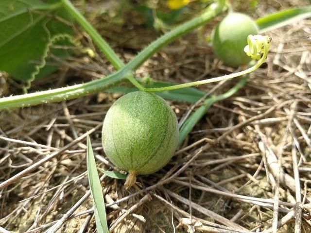 老人|玉米地中的小西瓜,过去老人常说有毒不能吃,如今一斤价格40元