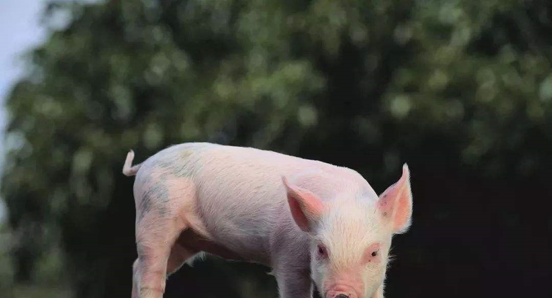 家里|一个家里属猪的人多了好吗? 属猪和家里属猪的人必看, 不看后悔!