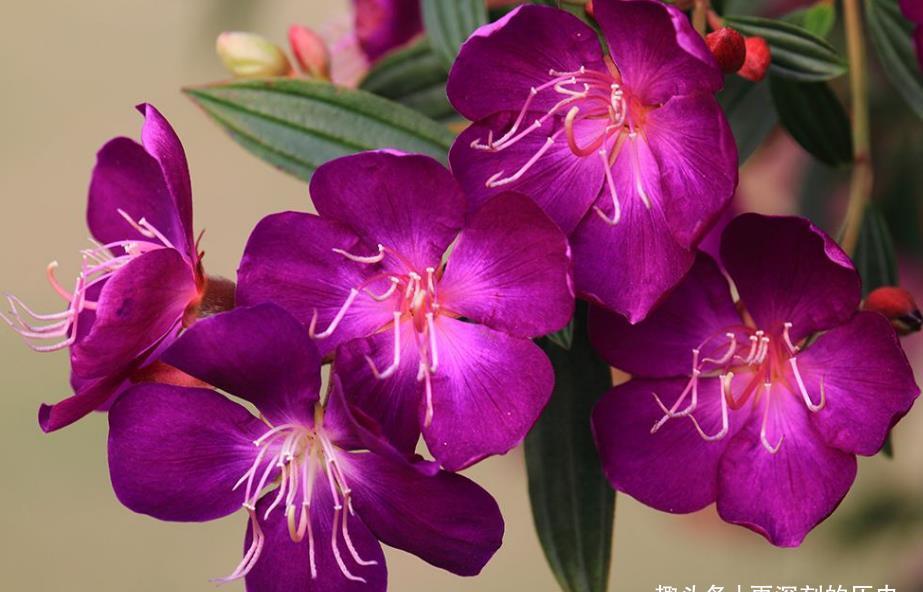 寓意|此花花色艳丽,优雅的花姿给人以雍容华贵的美感,寓意为自然