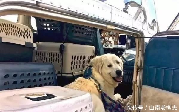  贷款|工程师贷款买飞机，2年来救助上千只毛孩，帮助它们逃离安乐死