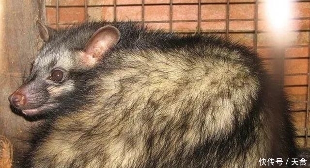 驼鹿鼻子|外国人评的世界10大恶心美食,有两样在我们中国,吃起来还不错