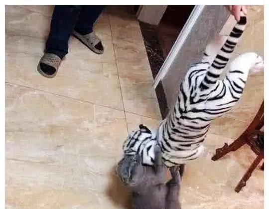  白虎|男子买了一条白虎玩偶，拿起来走的时候感觉不对，低头一看吓坏了