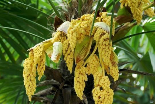 棕榈花|外形像“鱼卵”,过去只用来观赏,如今一斤10元,想买得排队
