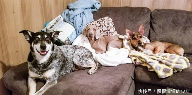 幸运|狗狗流落荒岛半年,瘦到露出肋骨,偶遇海钓铲屎官后才幸运获救