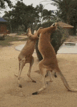 趣图|搞笑GIF趣图:没事我就出去溜溜,让这几个鸡仔羡慕嫉妒恨