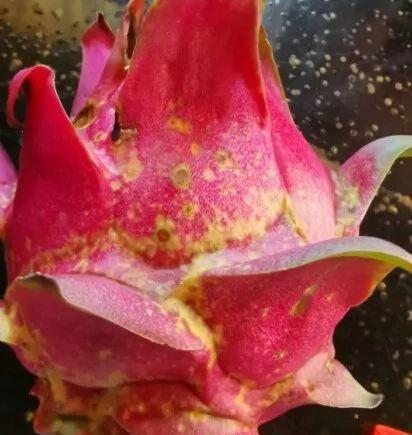 施药|用这些杀虫剂要格外注意