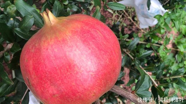 恰到好处|秋季干燥,遇到这4种水果可以多囤点,香甜水分足,咬一口就爆汁