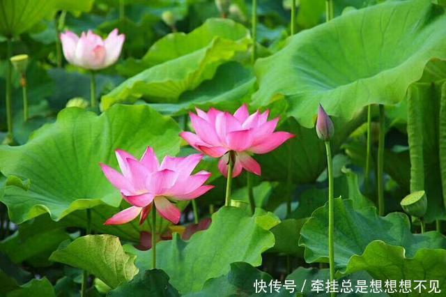 河南省|河南省民权县任庄国家湿地公园快来看,这里的千亩荷花开了