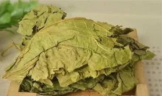  开心|小小桑叶，大有用途，坚持泡水喝，4大好处会让你“开心不已”