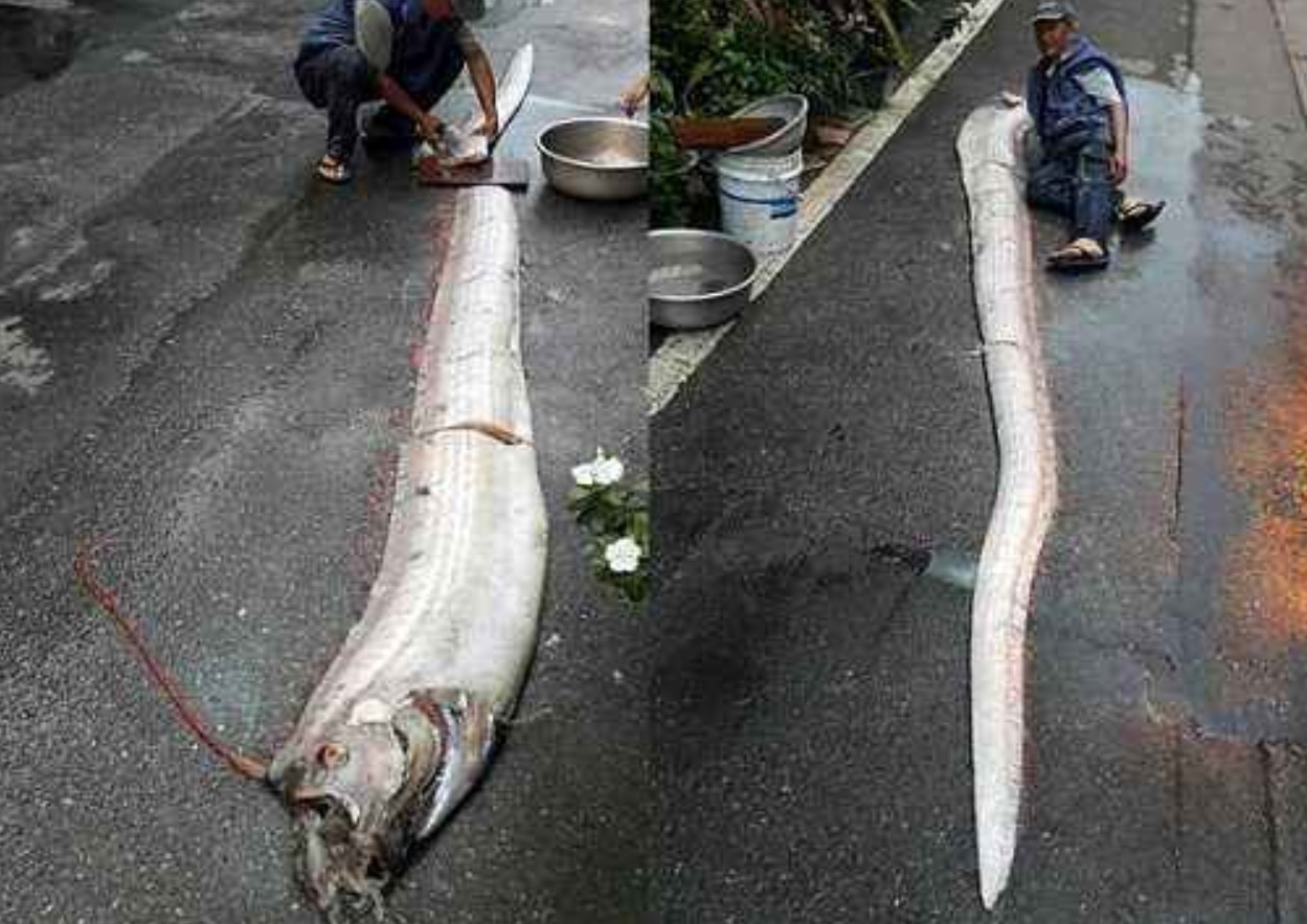 地震|7月已有8次6级以上地震！墨西哥突现约4米长地震鱼，是地震前兆？