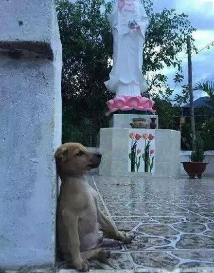 只狗狗|街头小黄狗照顾另一只奶狗,用怀抱支起一个爱的世界泪目