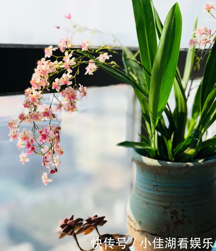 能开|20种秋天开花的植物,外出看到,记得拍照欣赏!