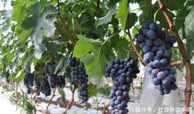 天价西瓜|它原产日本,堪称贵族水果,一斤230元,引入我国后成平民价