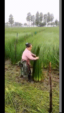 结婚|搞笑GIF动图：如果此时此刻你也这画面中，那么我们就结婚吧