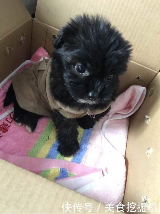 纸箱|流浪小奶狗刚满月就被丢出门外，小家伙冻坏了躲在纸箱里瑟瑟发抖