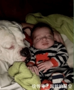 睡觉|婴儿半夜撒娇抱小被子找大狗睡觉,这就是养狗的好处!