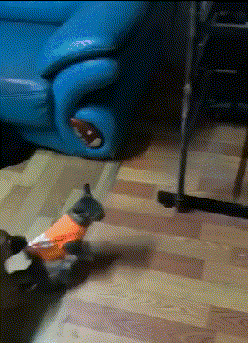  滑梯|搞笑GIF：哎呀，这滑滑梯太刺激，把孩子都丢了