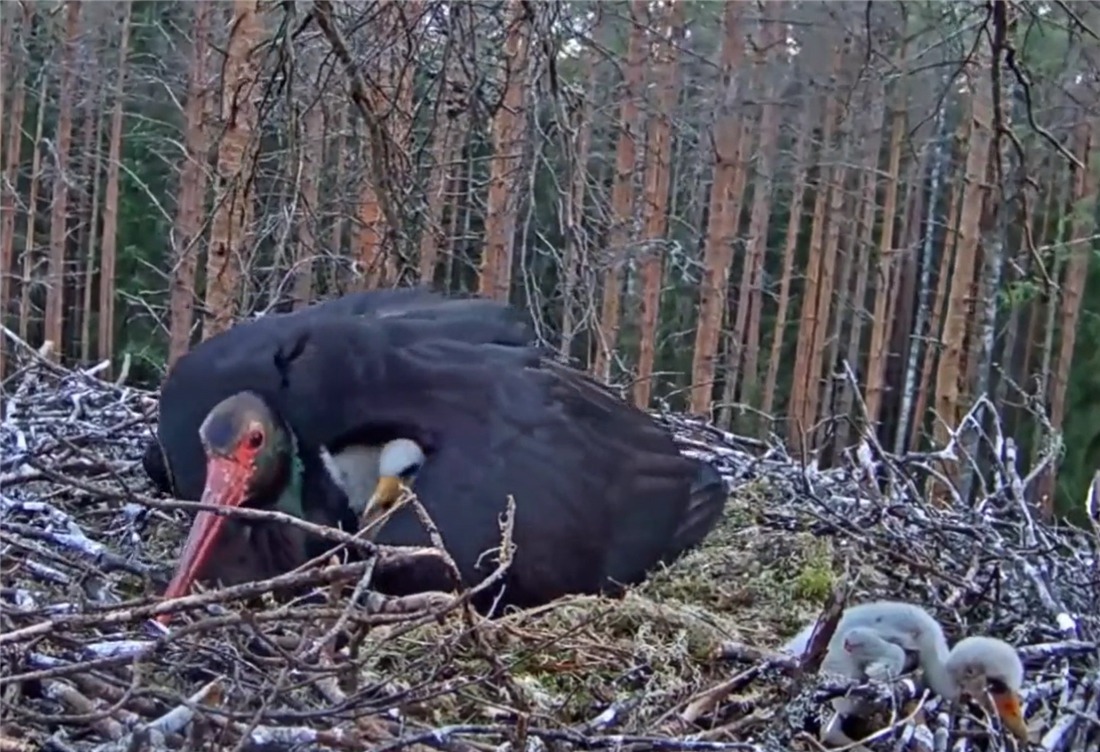 体弱|没良心的母黑鹳，啄伤体弱的幼鸟，还把它丢窝外，让苍鹭叼走