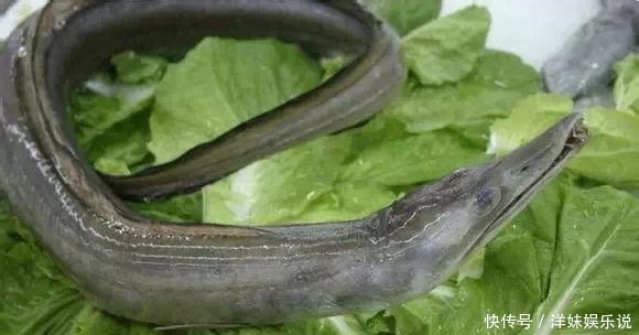 海鲜|海鲜大全, 你能认出多少