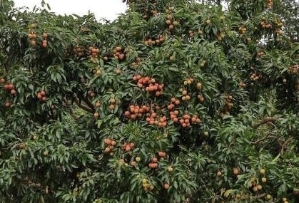 男子|男子偷荔枝摔断腿,家属索要赔偿,果农一句话让所有人都沸腾了!
