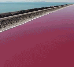 GIF|搞笑GIF:姑娘一回头,吓死了一头牛