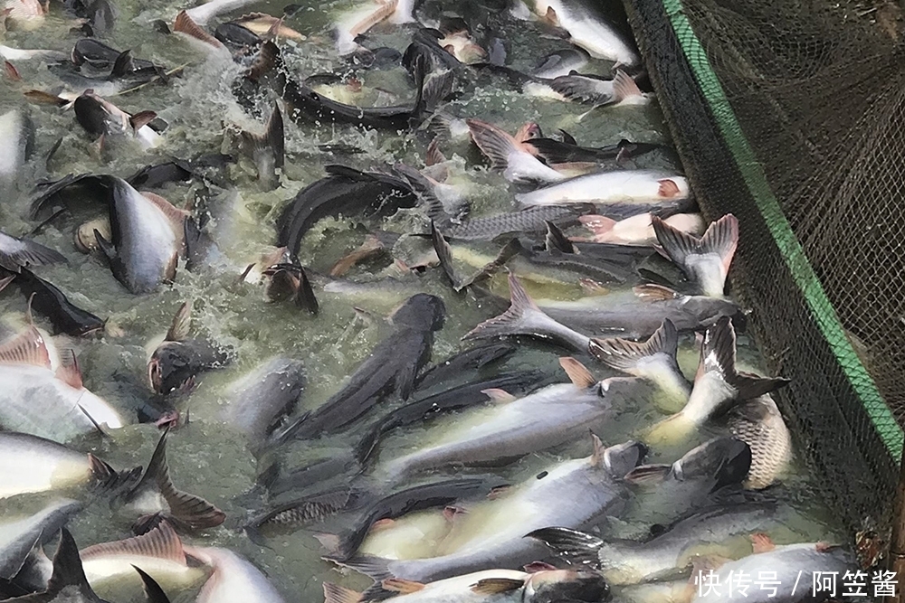 能长|原产湄公河,2年能长4斤,常冒充高价海鱼,国内已大量养殖