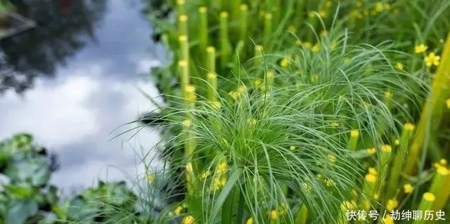  植物|这样的院子，植物是绝对的主角！