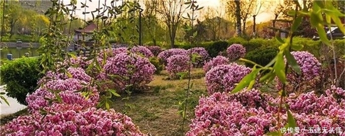 春光|全国特色小镇春光正好