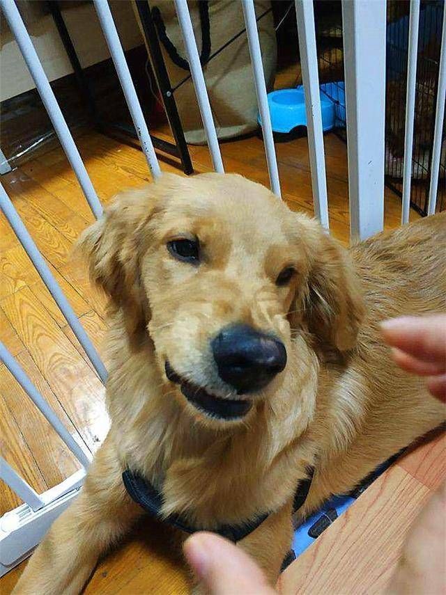 爱犬|金毛也有它的脾气,铲屎官需注意四种意外情况,避免爱犬“暴走”