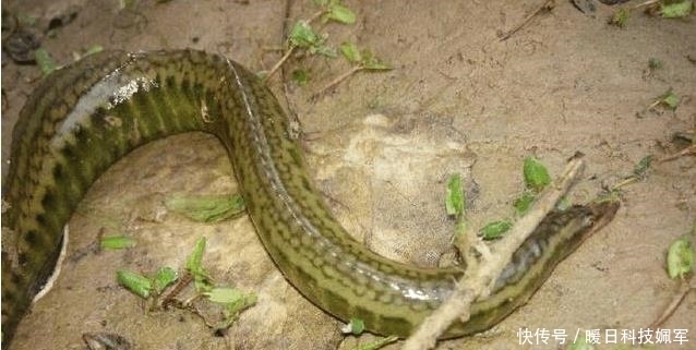  常见|乡下河里常见的一种鱼, 以前不吃扔掉, 现在高达一百元一斤