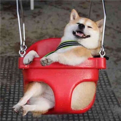  路边|幽默笑话：这傻狗，早上带它去遛弯，结果看上路边的小母狗了，死活赖着不肯走