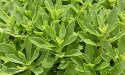  火养|三七作为食材，吃法搭配营养又美味，排毒去火养颜！别说了快看