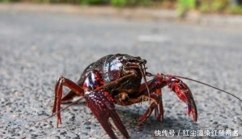 东西|德国人疑惑这东西我们宁可饿着都不吃,中国人却吃到开始养殖