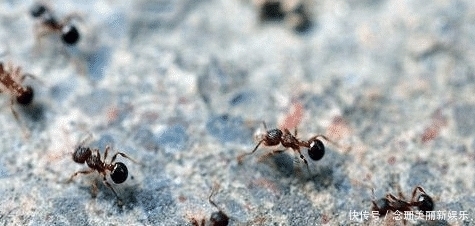 违令|将军上厕所时发现一窝蚂蚁, 对手下说: 赶快撤退, 违令者斩