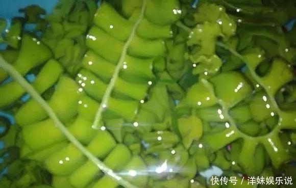 海鲜|海鲜大全, 你能认出多少