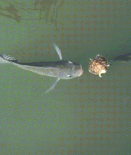 自由|搞笑GIF:没有什么能够阻挡,你对自由的向往