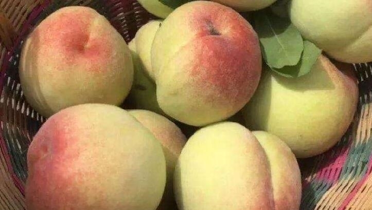 酸甜|夏天,此果正当季,3块钱1斤,补血益气,腌起来酸甜脆爽,好吃