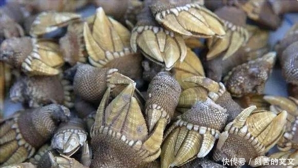  认出|海鲜大全, 你能认出多少