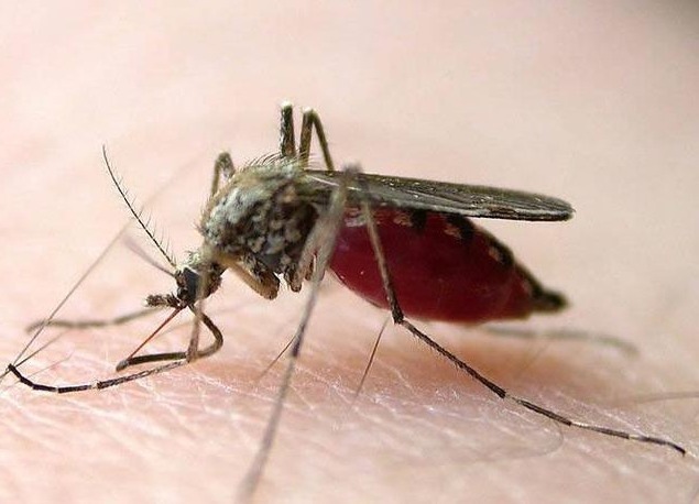 吸血|蚊子吸血的原因,表面是为了填饱肚子,实则另有原因