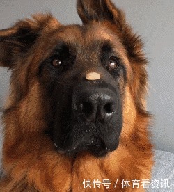 简直|2岁还没有立耳的德牧，这反差简直太萌了！