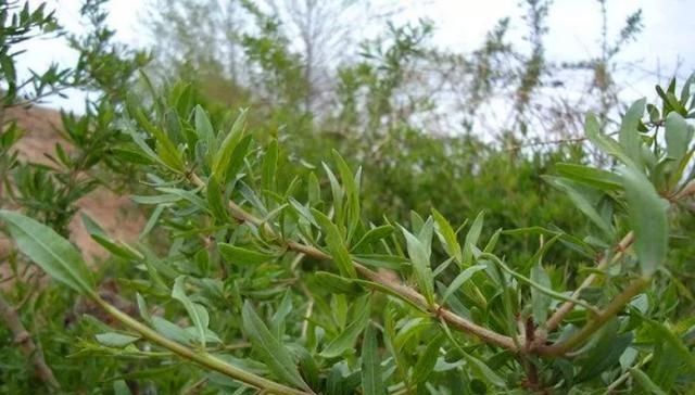 枸杞|农村一种野草，人们称它为“地仙”，果实可以吃，叶子的作用更大