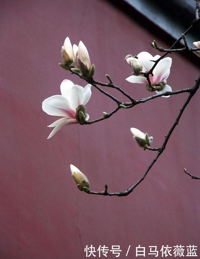 冷弃幽芳|不因秋冷弃幽芳。请欣赏七绝.咏秋兰