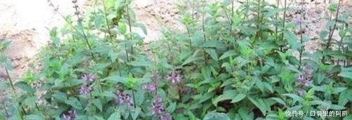 生于|草石蚕,别名螺丝菜,生于水边、湿地、田边,地下茎形似螺丝