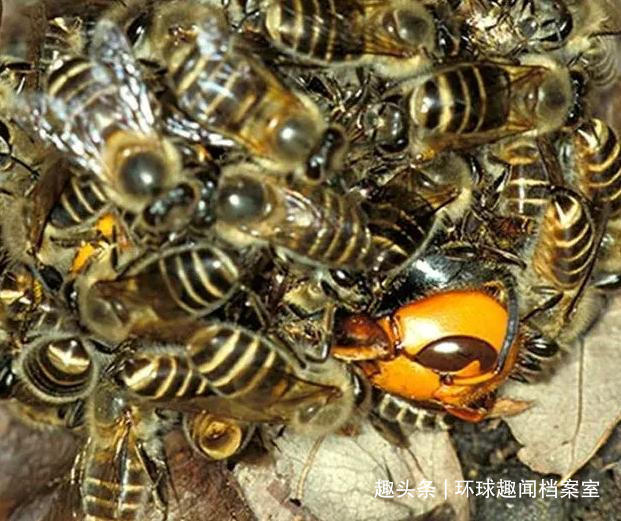 蜜蜂巢穴|1小时就能消灭6万只蜜蜂,却被蜜蜂用物理学反制,它有多惨