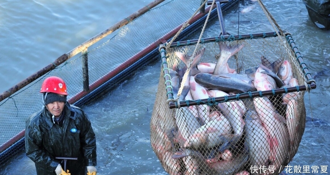 居多|买鱼时,认准这些便宜海鱼,纯野生居多,老渔民自己爱